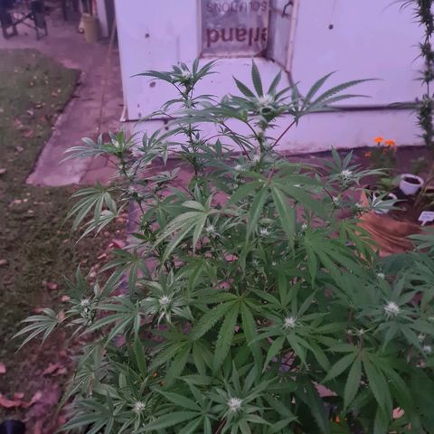 BC F2 CLONE #1 growlog timeline photo