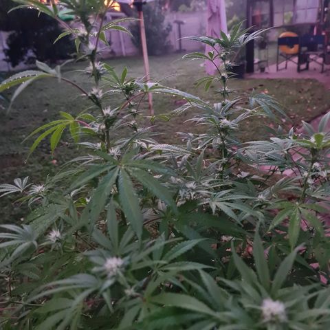 BC F2 CLONE #1 growlog timeline photo