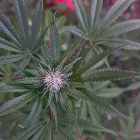 BC F2 CLONE #1 growlog timeline photo