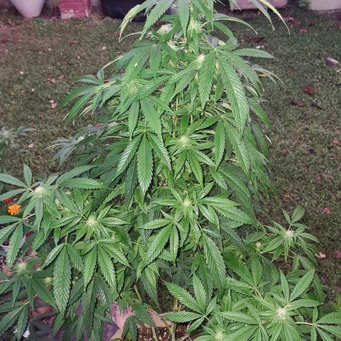 ROYAL QUEEN HULKBERRY F1 MOTHER CLONE #02 growlog timeline photo
