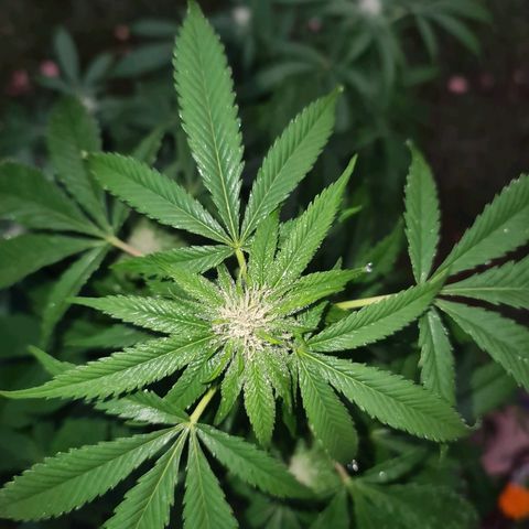 ROYAL QUEEN HULKBERRY F1 MOTHER CLONE #02 growlog timeline photo