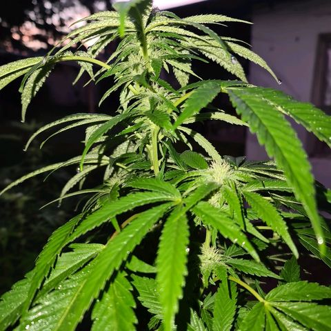ROYAL QUEEN HULKBERRY F1 MOTHER CLONE #02 growlog timeline photo