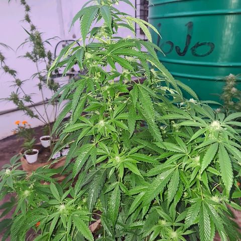 ROYAL QUEEN HULKBERRY F1 MOTHER CLONE #02 growlog timeline photo