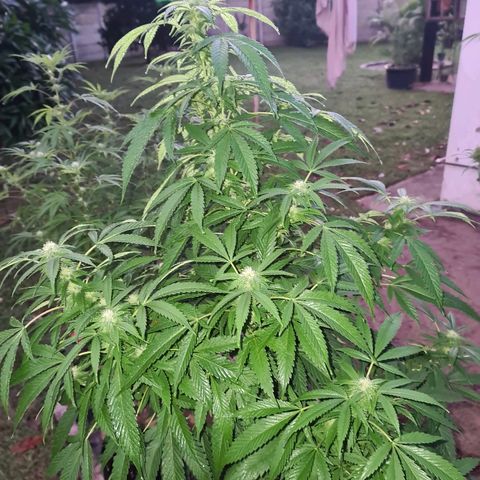 ROYAL QUEEN HULKBERRY F1 MOTHER CLONE #02 growlog timeline photo