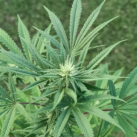 BC F2 CLONE #1 growlog timeline photo