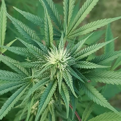 BC F2 CLONE #1 growlog timeline photo