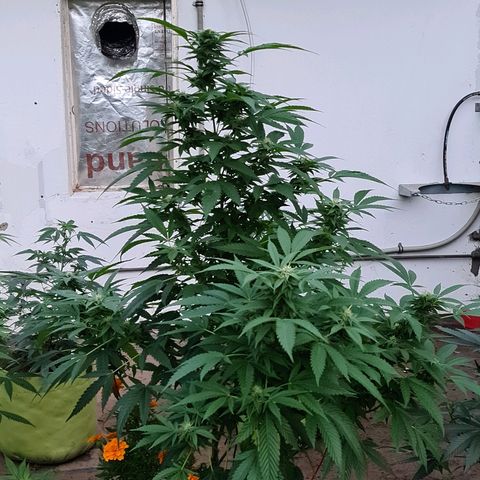 ROYAL QUEEN HULKBERRY F1 MOTHER CLONE #02 growlog timeline photo