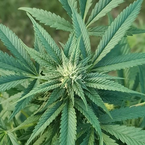 ROYAL QUEEN HULKBERRY F1 MOTHER CLONE #02 growlog timeline photo