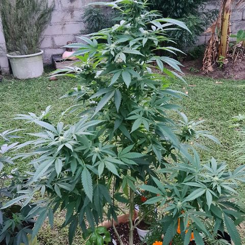 ROYAL QUEEN HULKBERRY F1 MOTHER CLONE #02 growlog timeline photo