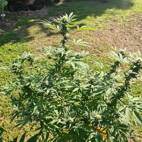 BC F2 CLONE #1 growlog timeline photo