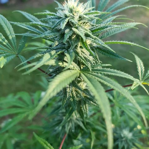 BC F2 CLONE #1 growlog timeline photo