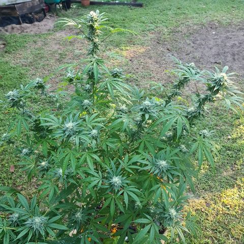 BC F2 CLONE #1 growlog timeline photo