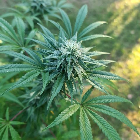 BC F2 CLONE #1 growlog timeline photo