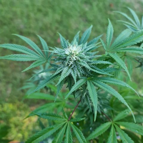 BC F2 CLONE #1 growlog timeline photo