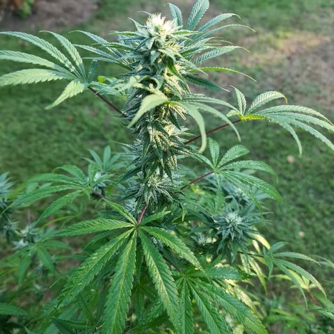 BC F2 CLONE #1 growlog timeline photo