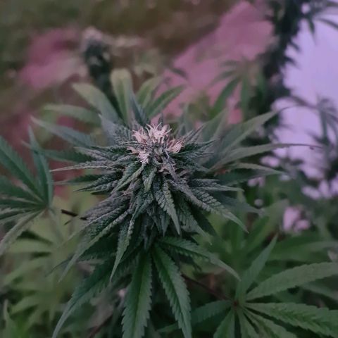 BC F2 CLONE #1 growlog timeline photo