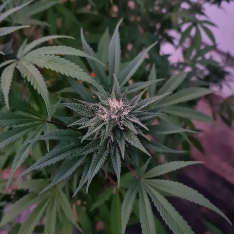 BC F2 CLONE #1 growlog timeline photo