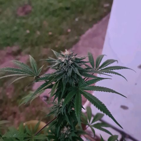 BC F2 CLONE #1 growlog timeline photo