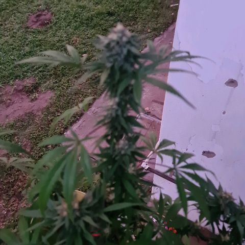 BC F2 CLONE #1 growlog timeline photo