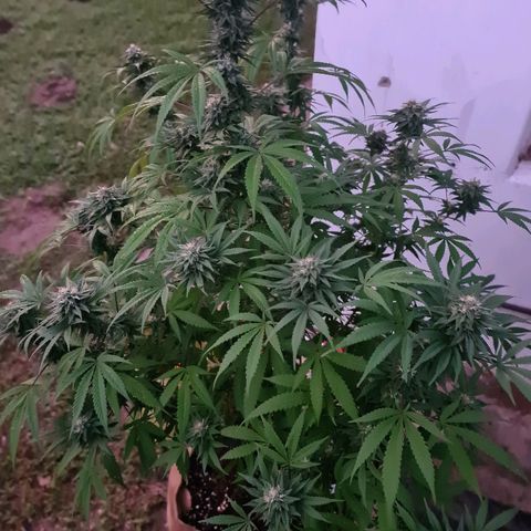 BC F2 CLONE #1 growlog timeline photo