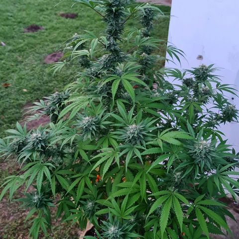 BC F2 CLONE #1 growlog timeline photo