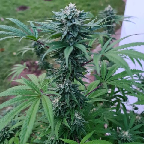 BC F2 CLONE #1 growlog timeline photo