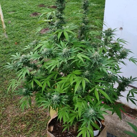 BC F2 CLONE #1 growlog timeline photo