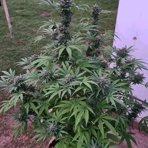 BC F2 CLONE #1 growlog timeline photo