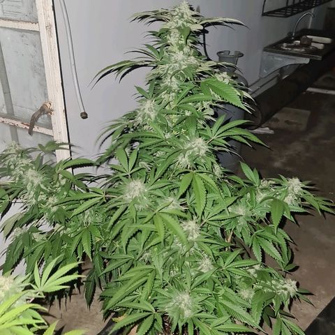 ROYAL QUEEN HULKBERRY F1 MOTHER CLONE #02 growlog timeline photo