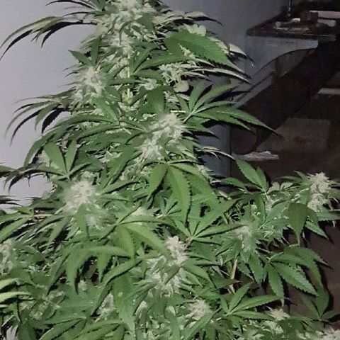 ROYAL QUEEN HULKBERRY F1 MOTHER CLONE #02 growlog timeline photo
