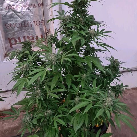ROYAL QUEEN HULKBERRY F1 MOTHER CLONE #02 growlog timeline photo