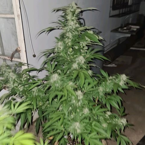 ROYAL QUEEN HULKBERRY F1 MOTHER CLONE #02 growlog timeline photo