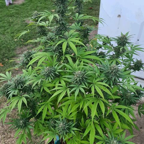BC F2 CLONE #1 growlog timeline photo