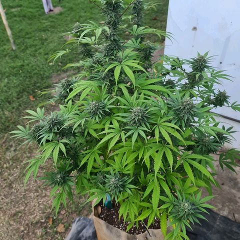 BC F2 CLONE #1 growlog timeline photo