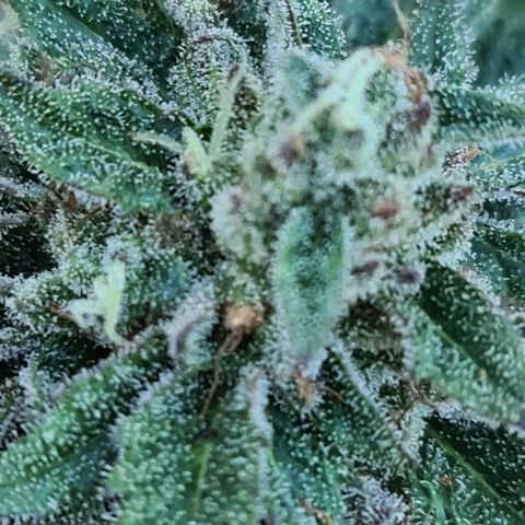 ROYAL QUEEN HULKBERRY F1 MOTHER CLONE #02 growlog timeline photo