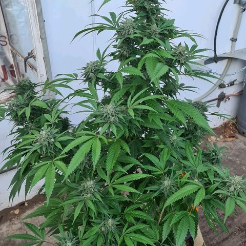 ROYAL QUEEN HULKBERRY F1 MOTHER CLONE #02 growlog timeline photo