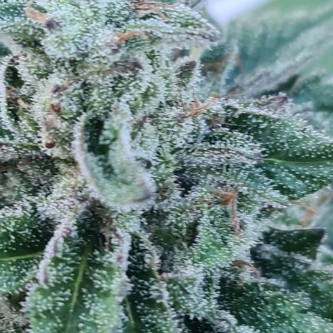 ROYAL QUEEN HULKBERRY F1 MOTHER CLONE #02 growlog timeline photo