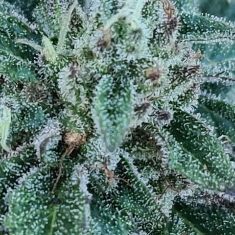 ROYAL QUEEN HULKBERRY F1 MOTHER CLONE #02 growlog timeline photo