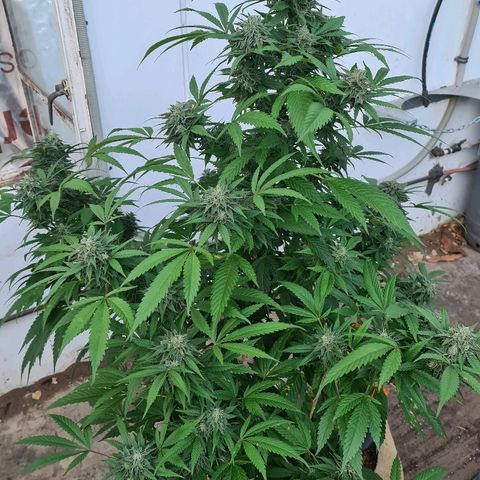 ROYAL QUEEN HULKBERRY F1 MOTHER CLONE #02 growlog timeline photo