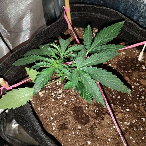 Blueberry Auto growlog timeline photo