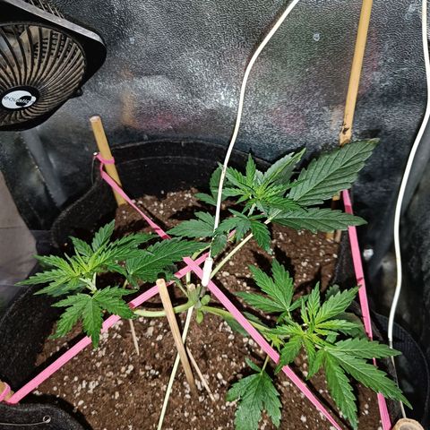 Blueberry Auto growlog timeline photo