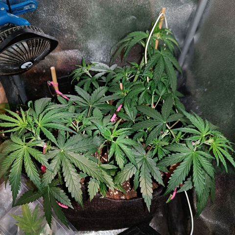 Blueberry Auto growlog timeline photo