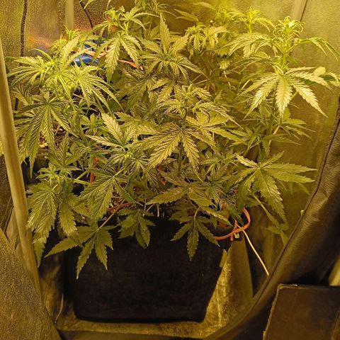 Blueberry Auto growlog timeline photo