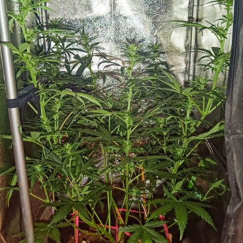 Blueberry Auto growlog timeline photo