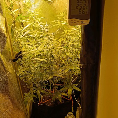 Blueberry Auto growlog timeline photo
