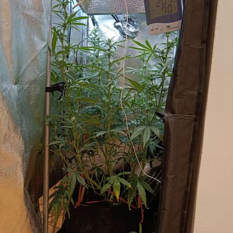 Blueberry Auto growlog timeline photo