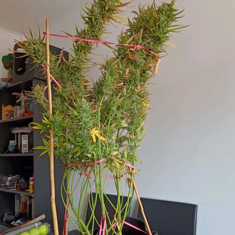Blueberry Auto growlog timeline photo