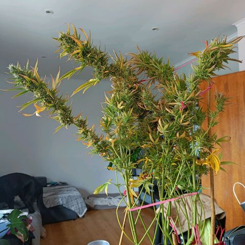 Blueberry Auto growlog timeline photo