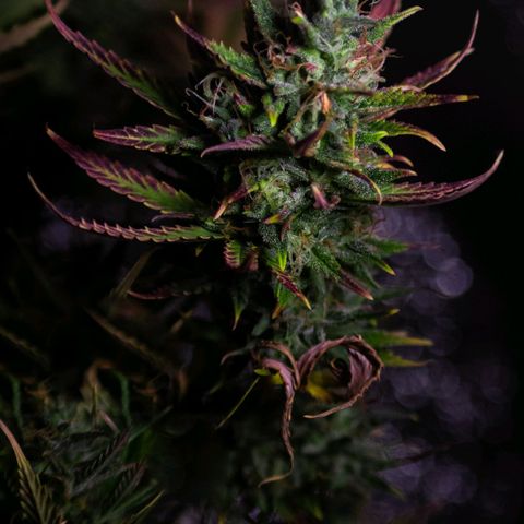 Blueberry Auto growlog timeline photo