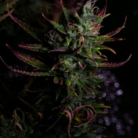 Blueberry Auto growlog timeline photo